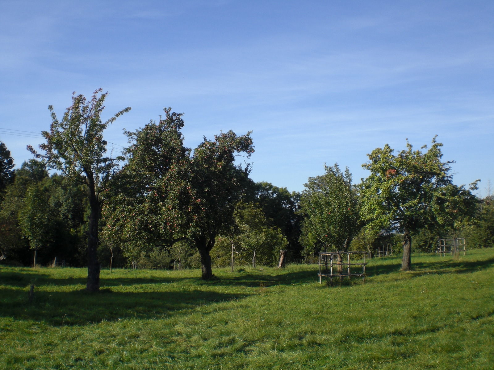 Jabloňové sady s původními starými odrůdami i novými stromkovými rouby.JPG