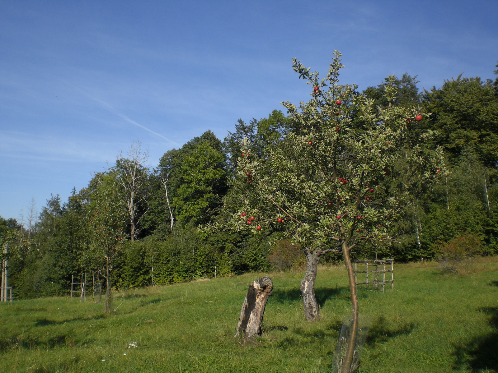 Sad nově zachráněných i založených ovocných stromů původních odrůd.JPG